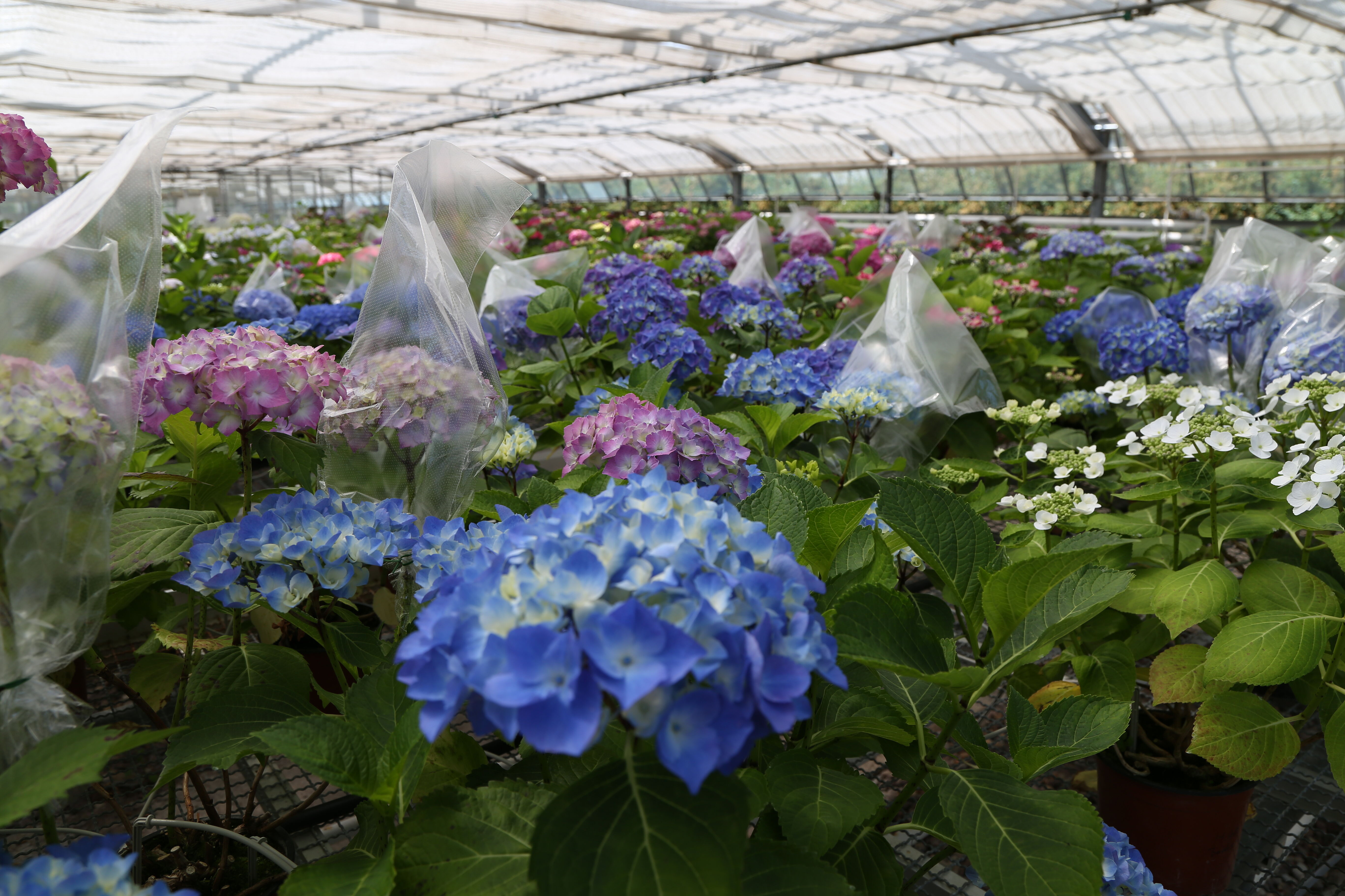 Projektbild Pflanzenzüchtung Projektbild Pflanzenzüchtung